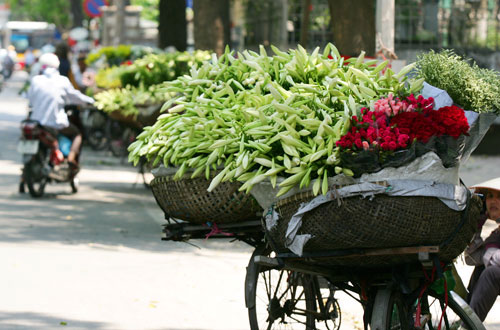 Tháng 4 đến rồi, ghé thăm vườn hoa loa kèn trong một sáng cuối tuần tươi đẹp.